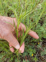 Dysodiopsis tagetoides