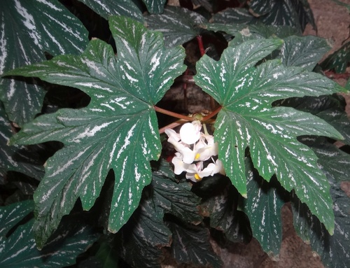 Aconite Leaf Begonia
