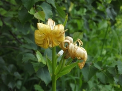 Lilium monadelphum