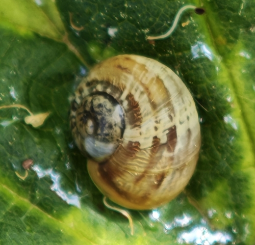 Cornu aspersum