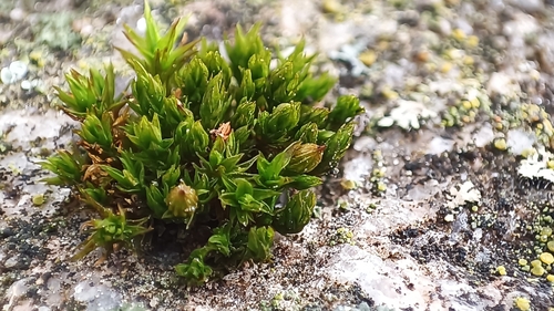 Orthotrichum pumilum observed 2026-04-16