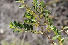 Azara celastrina, photograph (c) Cesar Ormazabal, some rights reserved (CC BY)