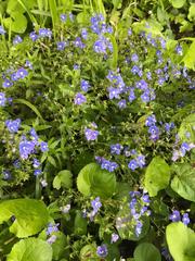 Veronica umbrosa
