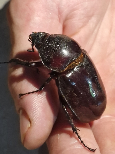 Centaurus Beetle