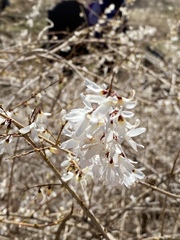 Forsythia ovata