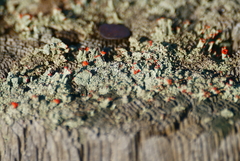 Cladonia didyma