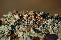 Cladonia didyma