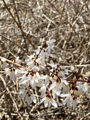 Forsythia ovata