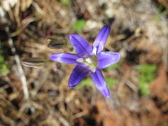 Brodiaea elegans elegans