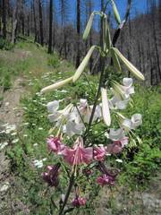 Lilium washingtonianum