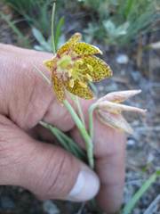 Fritillaria atropurpurea
