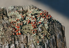 Cladonia didyma