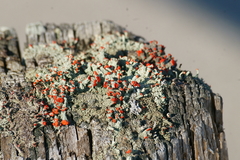 Cladonia didyma