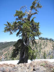 Pinus balfouriana