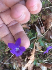 Viola canina
