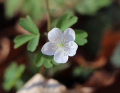 Isopyrum thalictroides