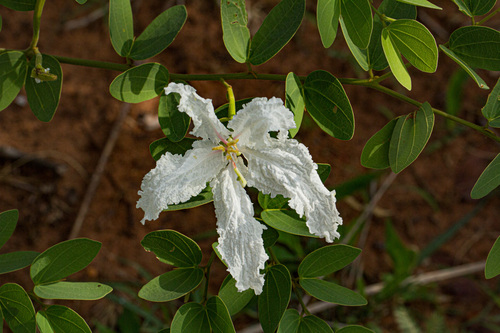 Wild Coffee Bean