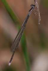 Enallagma exsulans