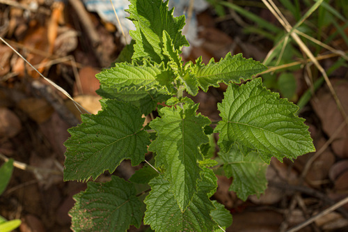 Wide Spikenard