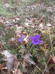 Viola canina