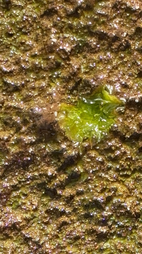 Ulva observed 2026-04-16