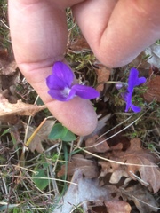 Viola canina