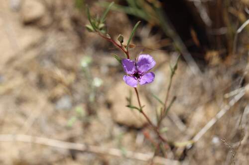 Clarkia tenella, photograph 5