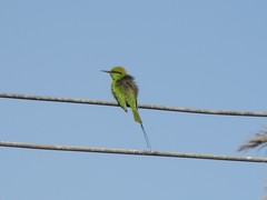Merops viridissimus