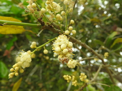 Melicoccus oliviformis