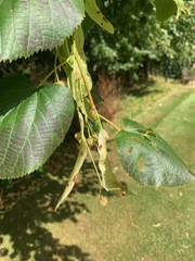 Tilia × europaea