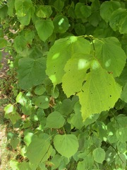 Tilia × europaea