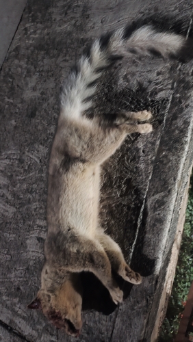 Cacomixtle norteño observed by danieljuarez