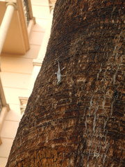 Trachylepis quinquetaeniata