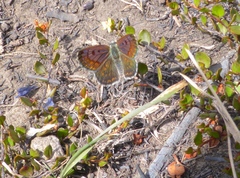 Lycaena boldenarum