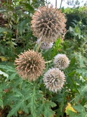 Echinops sphaerocephalus