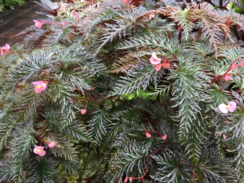 Fern Leaf Begonia (Begonia bipinnatifida)