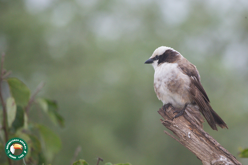 White-rumped Shrike
