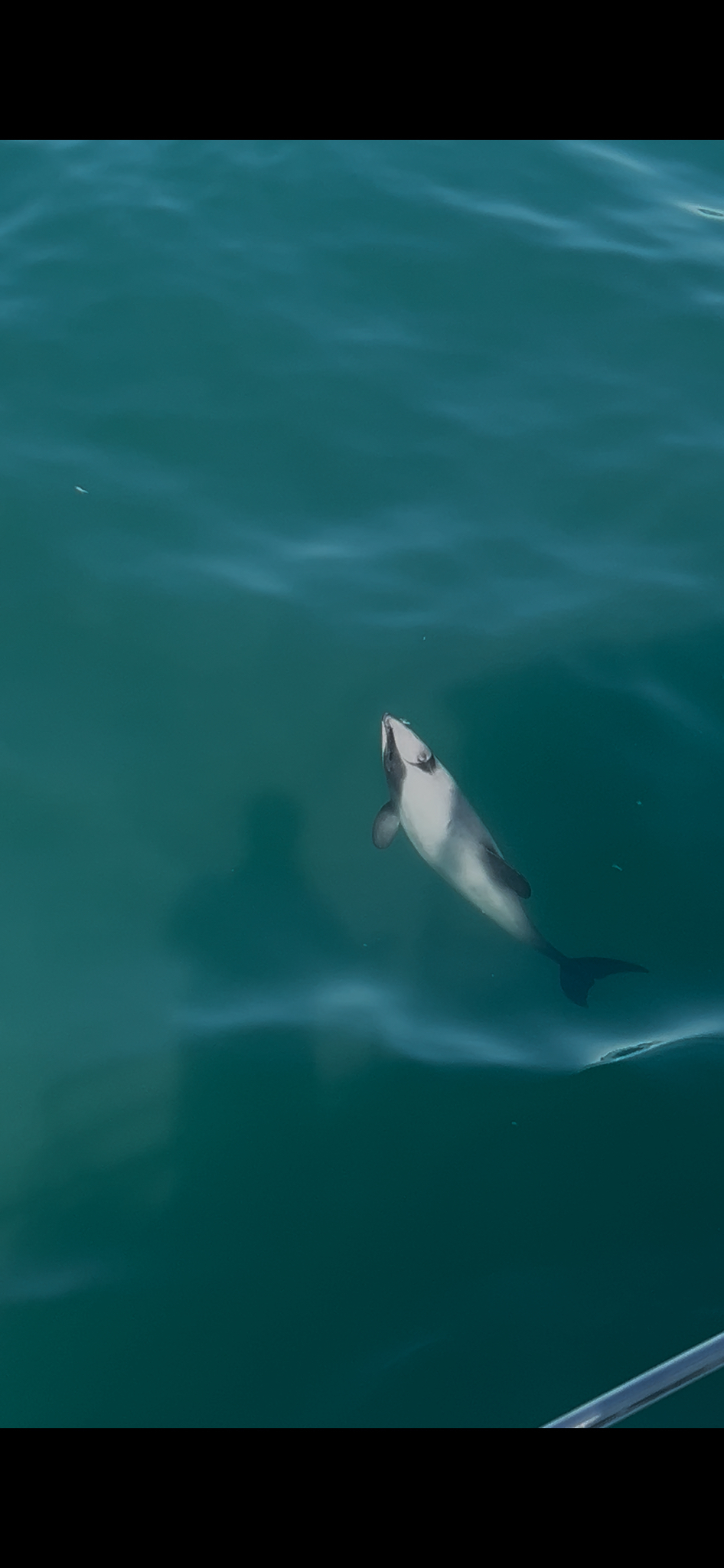 Cephalorhynchus hectori