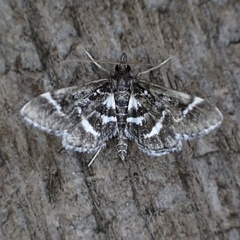 Diasemiodes janassialis