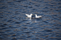 Larus