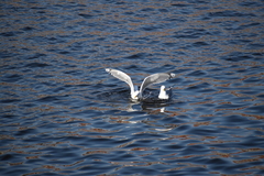Larus
