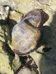 Isognomon alatus