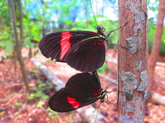 Heliconius erato hydara