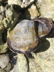 Isognomon alatus