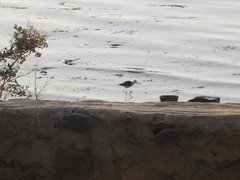 Himantopus himantopus