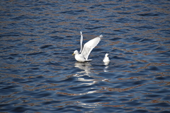 Larus