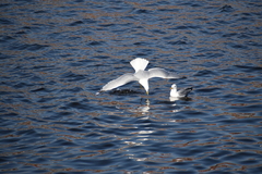 Larus