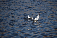Larus