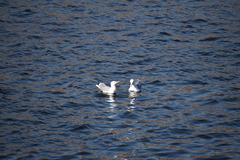 Larus