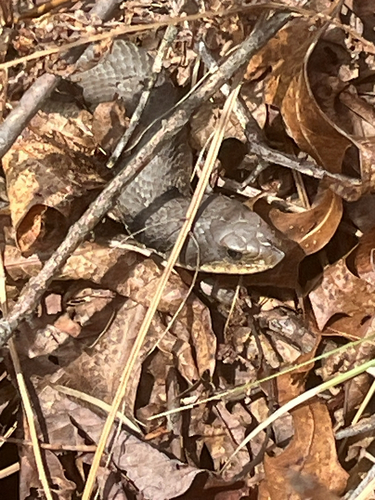 Eastern Hognose Snake